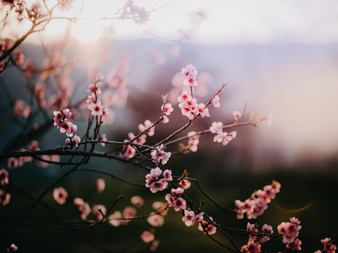 The Power of a Spring Reset: Simple Shifts for a Fresh Start - Mind, Body & Spirit